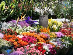-朝来春花卉市场