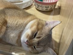 -屋虎猫馆(宝安大仟里店)