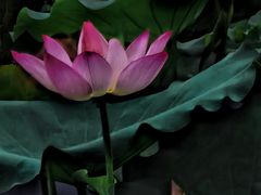 -烈士陵园(地铁站)