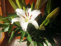 -秦美花卉(天朗·莱茵小城2期店)