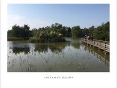 -大湾区中央湿地公园