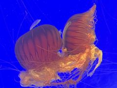 -上海海洋水族馆