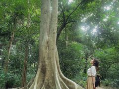 -南宁良凤江国家森林公园