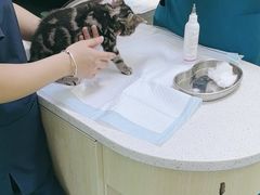 -天宠宠物医院24小时·急重症诊疗中心·全科·腔镜特色(和平分院)