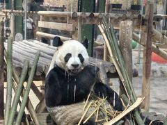 -栾川竹海野生动物园