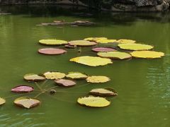 -芽庄珍珠岛游乐园