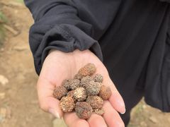-呀诺达热带雨林