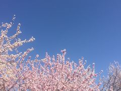 -桃花堤公园