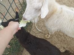 -上方山森林动物世界
