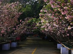 -观澜湖生态运动公社