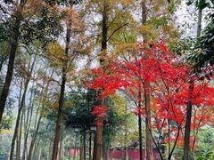 -峨眉山报国寺
