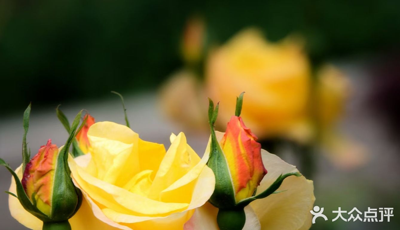 樱花谢了，看啥呢？这里的月季绝绝子