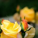 樱花谢了，看啥呢？这里的月季绝绝子