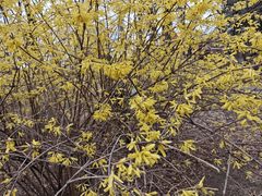 -黑龙江省森林植物园