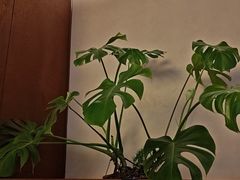 -花和寿喜烧·三文鱼自助专门店(光屿城店)