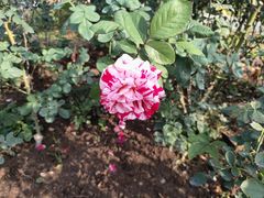 -人民公园(罗湖区)