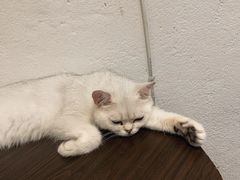 -猫色咖啡·猫咖