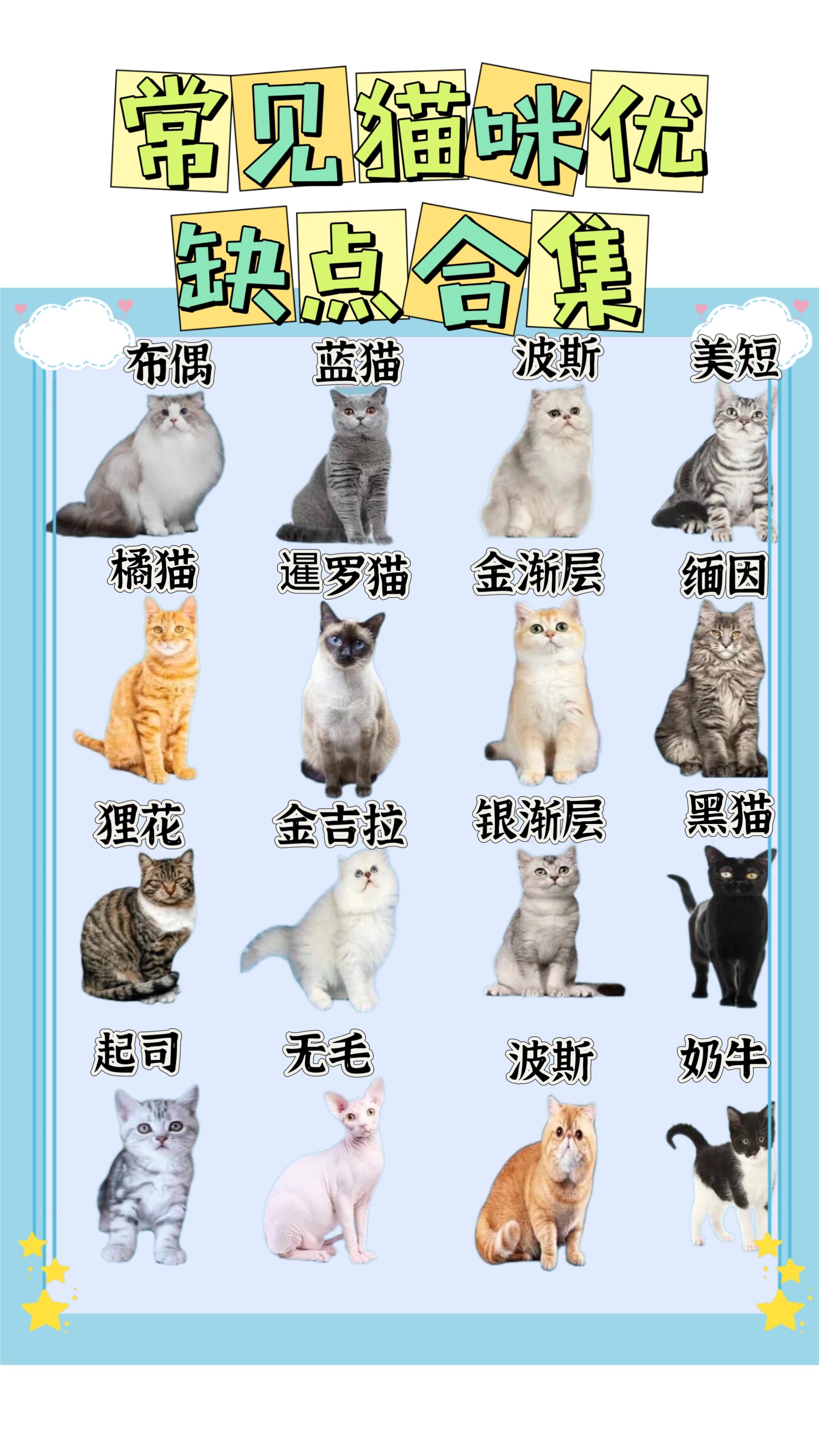 猫咪品种大全图解介绍图片