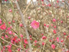 -香雪海