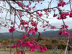 -天适樱花悠乐园