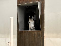-枫露马术学院(藏书校区)