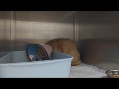-瑞派康怡24h宠物医院·犬猫医疗中心·微创绝育(瑞景分院)