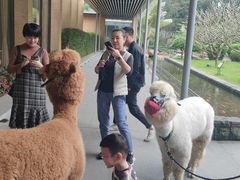 -南宁荔园维景国际酒店·荔园中餐厅