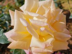 -人民公园(罗湖区)