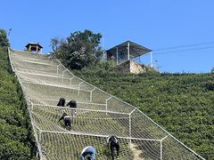 -长沙黑麋峰国家森林公园