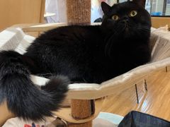 -滚猫咖啡·猫咖·猫友好撸猫(未来城店)