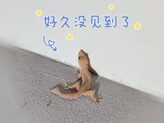 -梦林夕烧酒档
