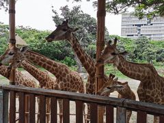 -深圳野生动物园
