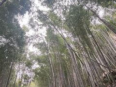 -黄山翡翠谷景区