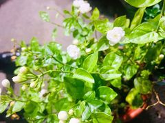 -循礼门鲜花花市(武汉循礼门店)