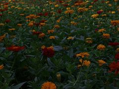 -合肥滨湖国家森林公园