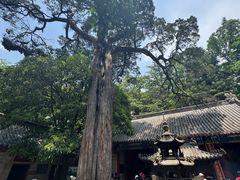 -青岛崂山太清宫
