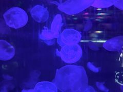 -重庆欢乐海底世界