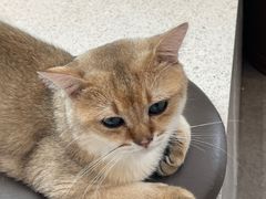 -飞行喵MR PILOT|猫舍·猫咖(静安大融城店)
