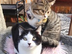 -喵屿·大理花园猫咖