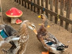 -三亚海棠湾万丽度假酒店