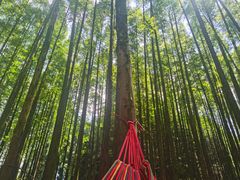 -山王坪喀斯特国家生态公园