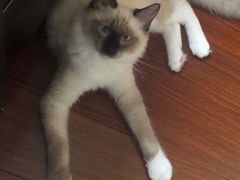 -翊宠yipet猫狗购宠庄园犬舍•猫舍