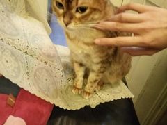 -猫色咖啡·猫咖