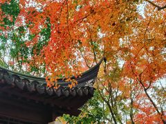 -秋霞圃