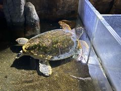 -青岛海底世界-水族馆
