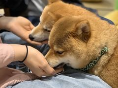 -逗柴咖啡屋·狗咖猫咖宠物桌游