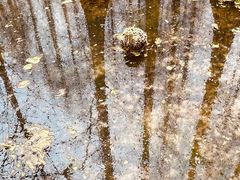 -桤木河湿地公园