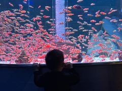 -海合安成都极地海洋公园