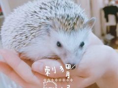 -瑞派·关忠动物医院·异宠专科·犬猫肿瘤·皮肤专科(望京店)