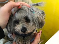 -志龙皇冠吃货椰子铺